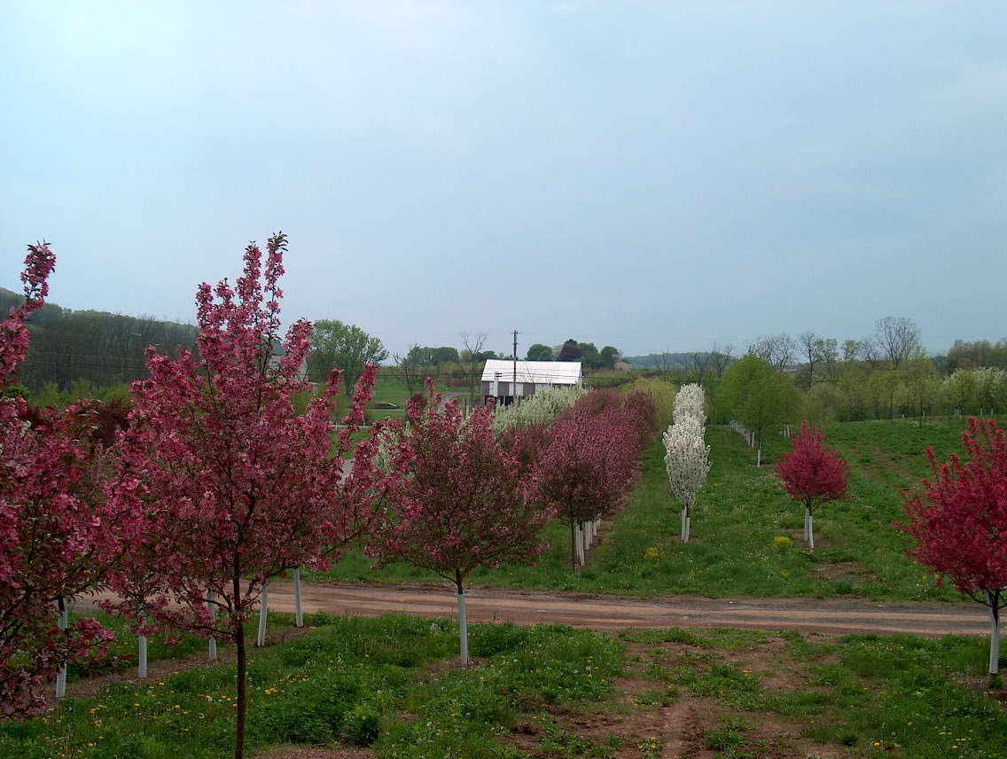 adams crabapple