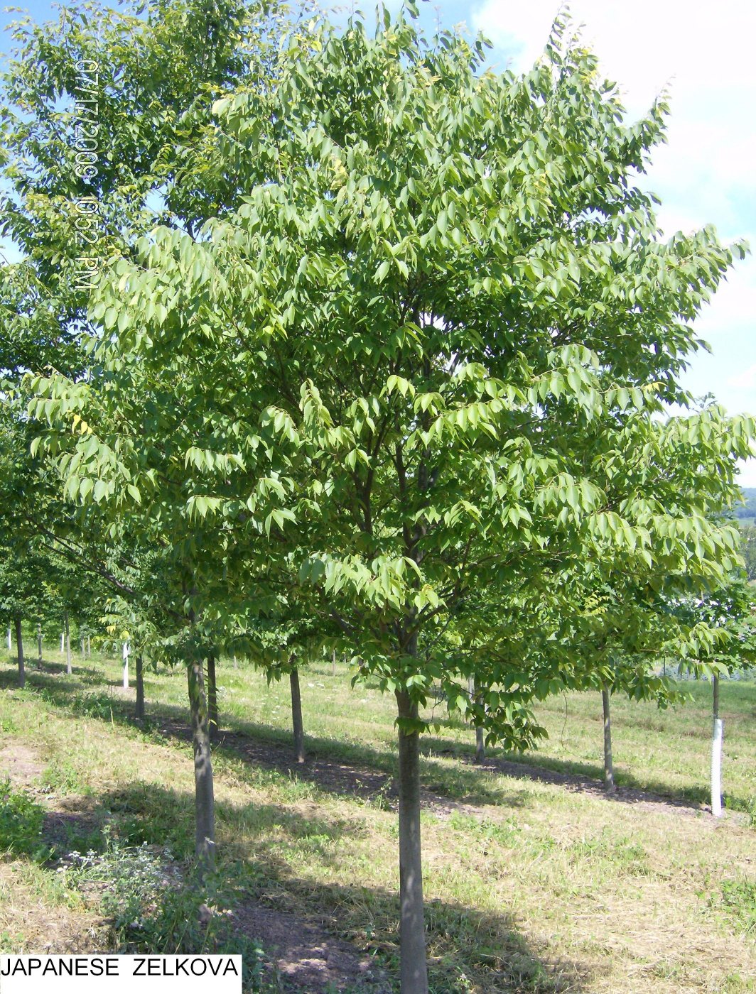 Japanese+zelkova+tree