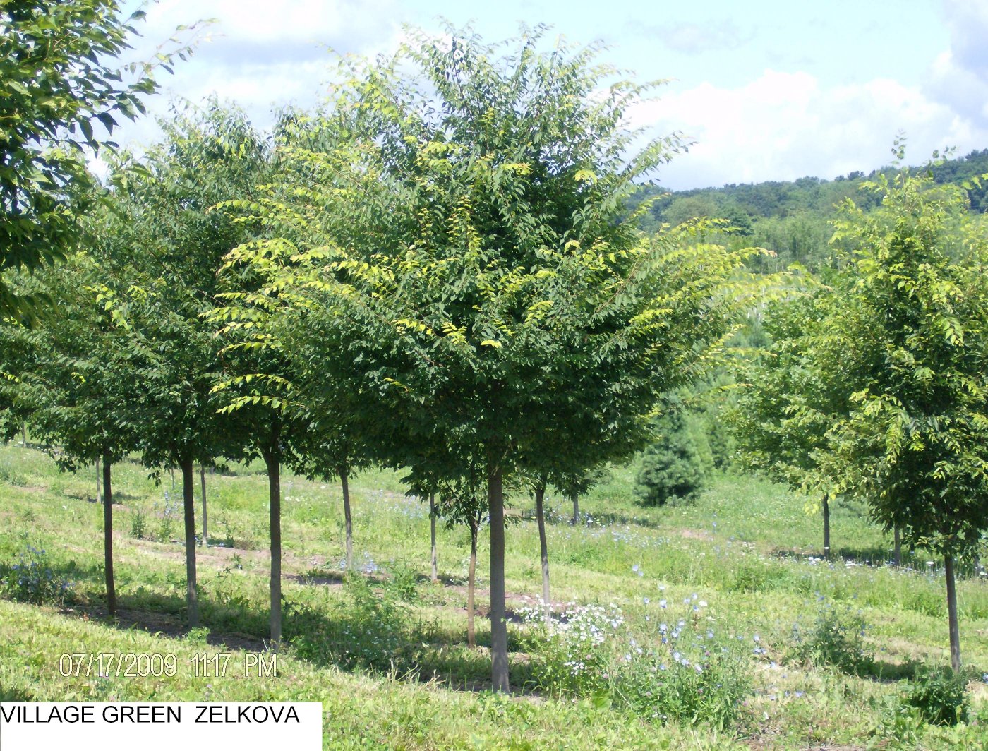 Zelkova