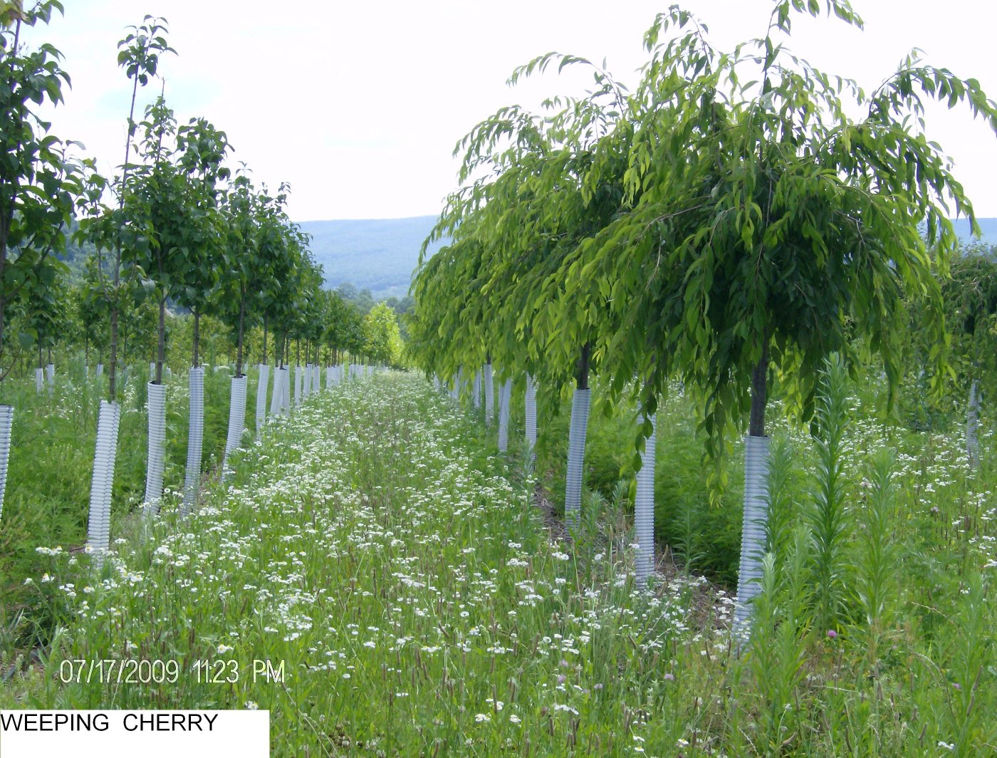 Cherry Weeping